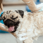 best shampoo for pugs