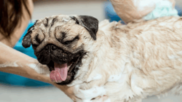 best shampoo for pugs