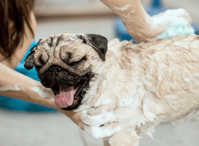 best shampoo for pugs