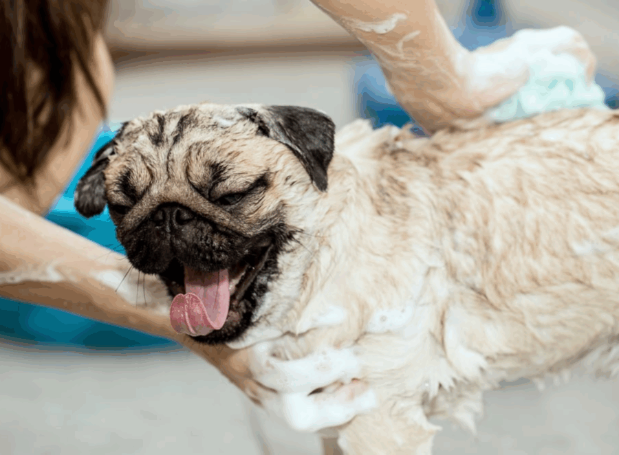 best shampoo for pugs