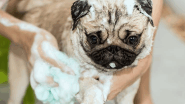 best shampoo for pugs