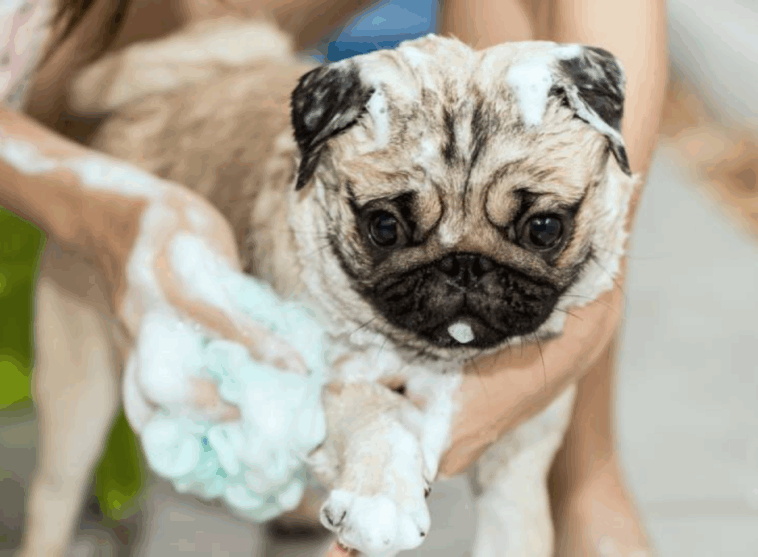 best shampoo for pugs