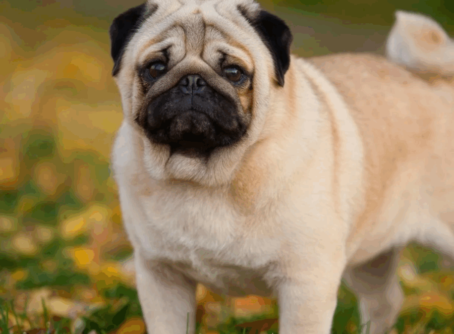 how to stop pug breathing issues