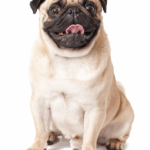 how to stop pug breathing issues