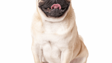 how to stop pug breathing issues