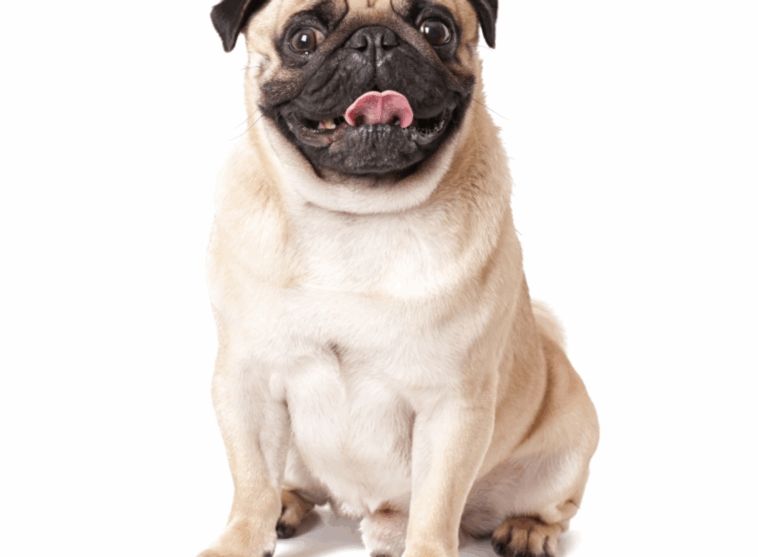 how to stop pug breathing issues