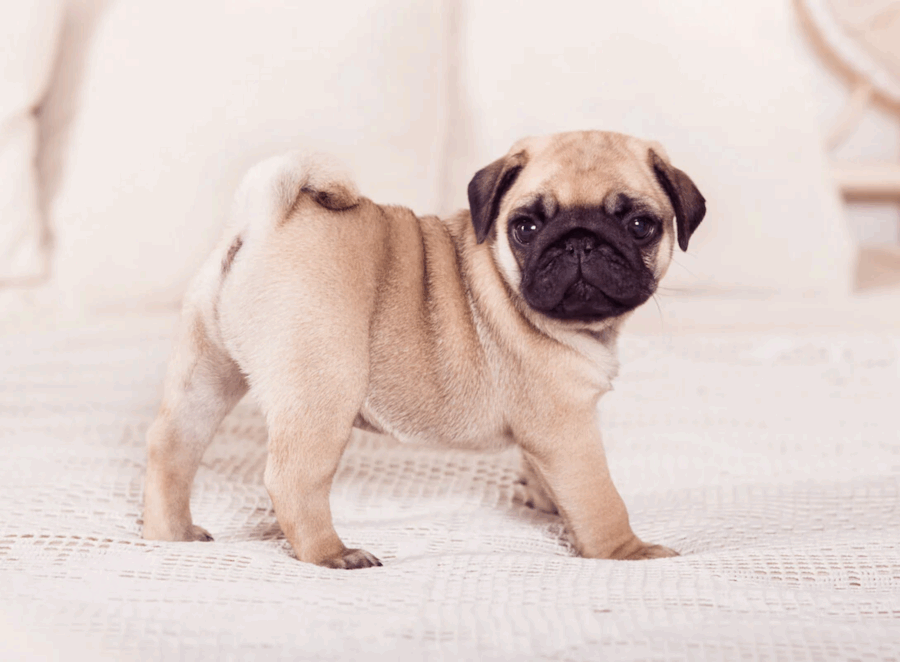 how to stop pug breathing issues