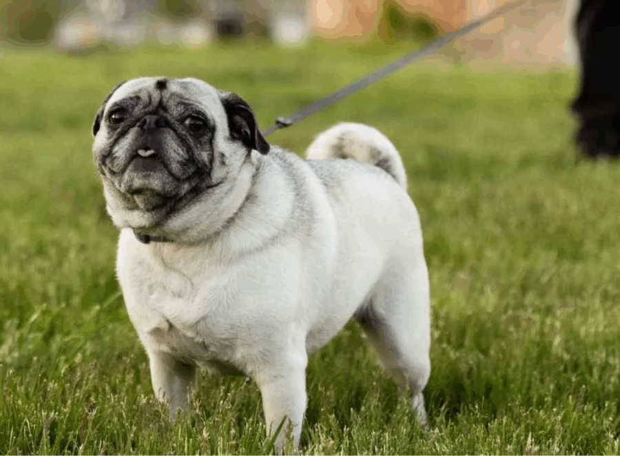 Clicker Training for Pugs
