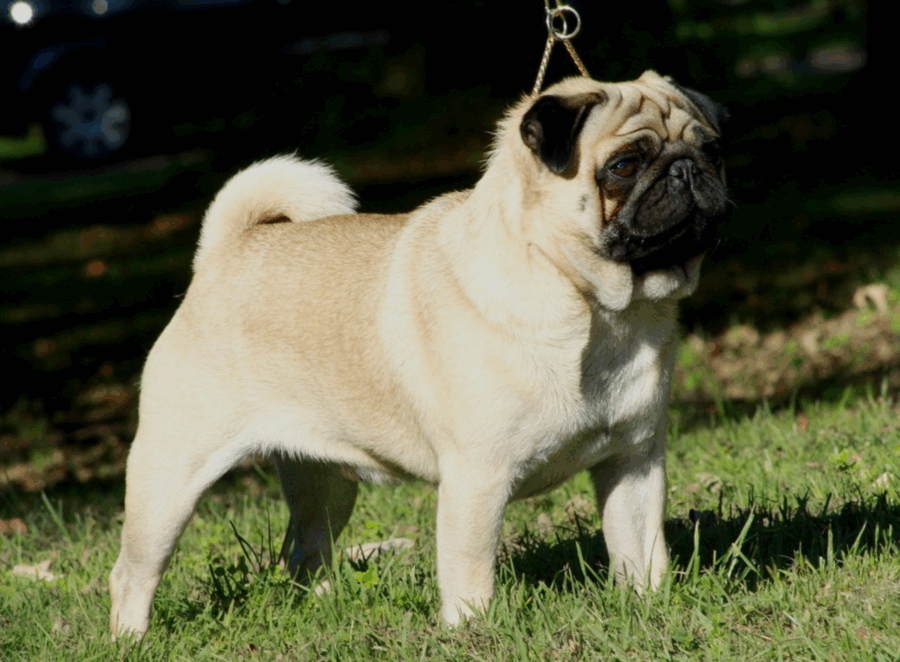 Pug Life Expectancy And Health