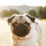Pug Life Expectancy And Health