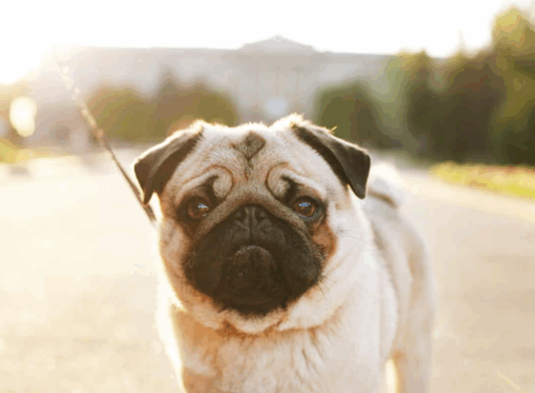 Pug Life Expectancy And Health