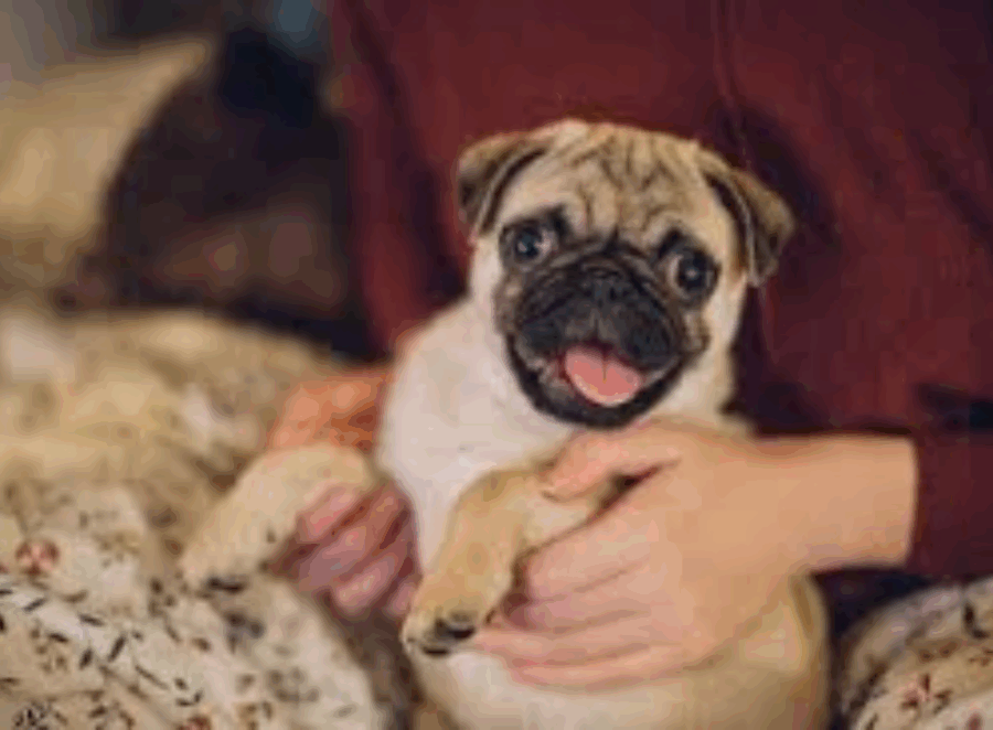 Pros And Cons Of Owning A Pug