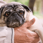 Pros And Cons Of Owning A Pug