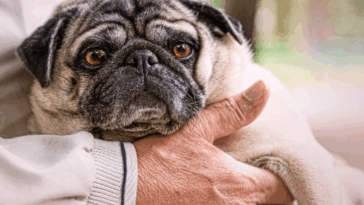 Pros And Cons Of Owning A Pug