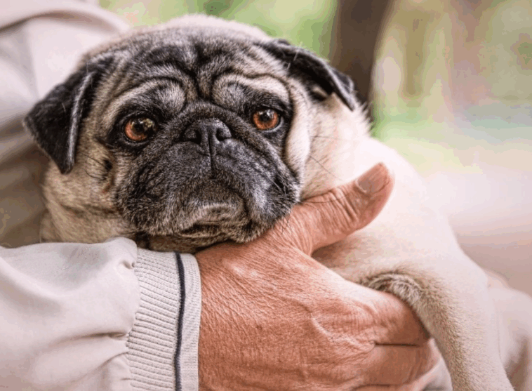 Pros And Cons Of Owning A Pug
