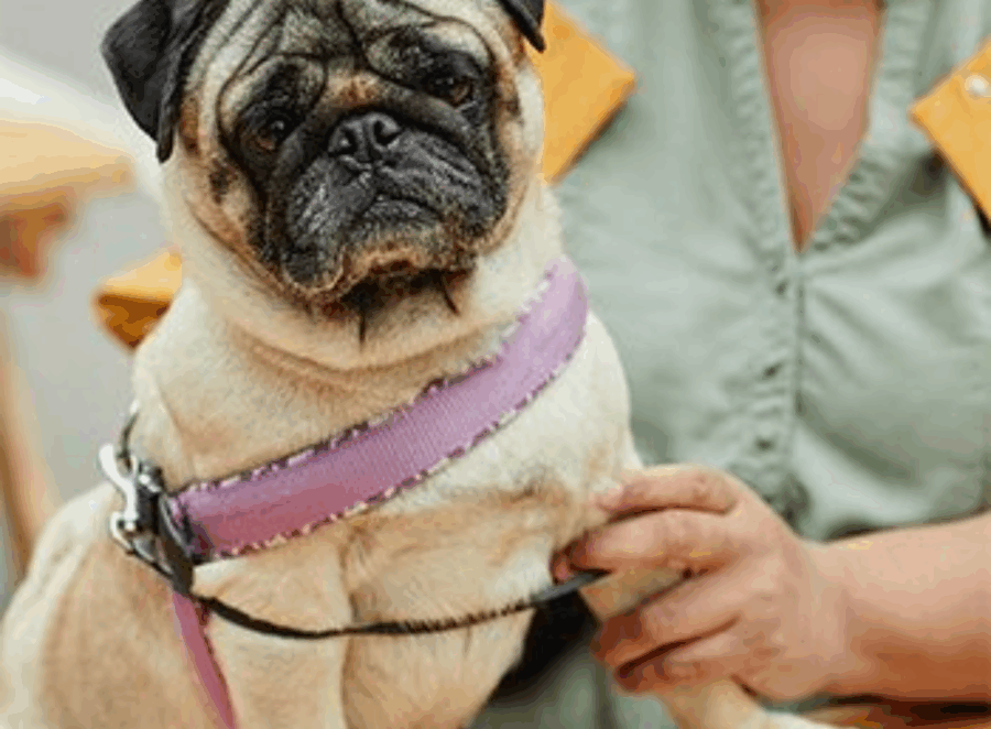 Pros And Cons Of Owning A Pug