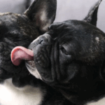 Best Pug Names Male And Female