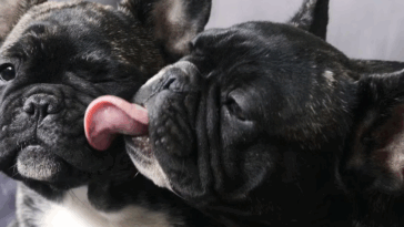 Best Pug Names Male And Female