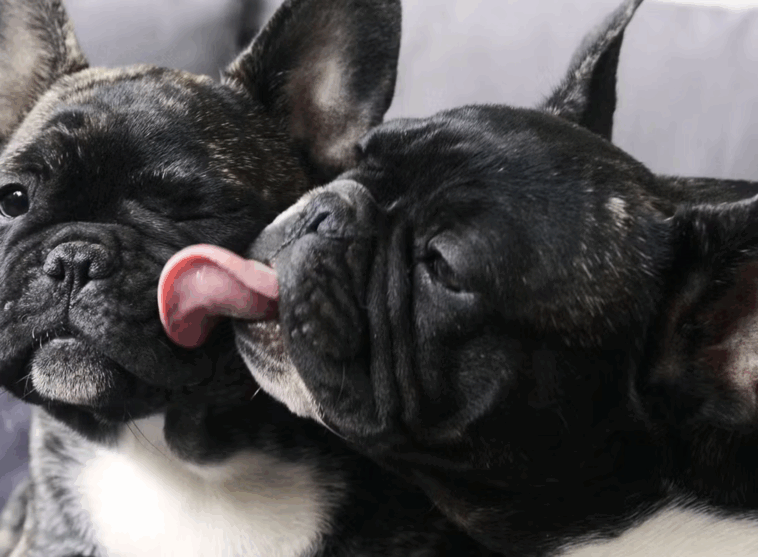 Best Pug Names Male And Female