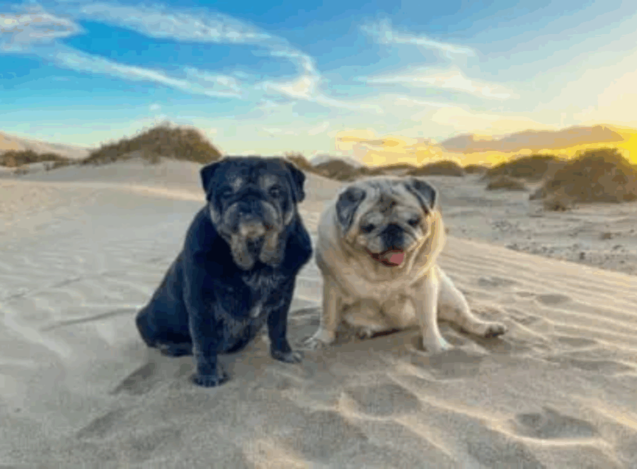 Best Pug Names Male And Female