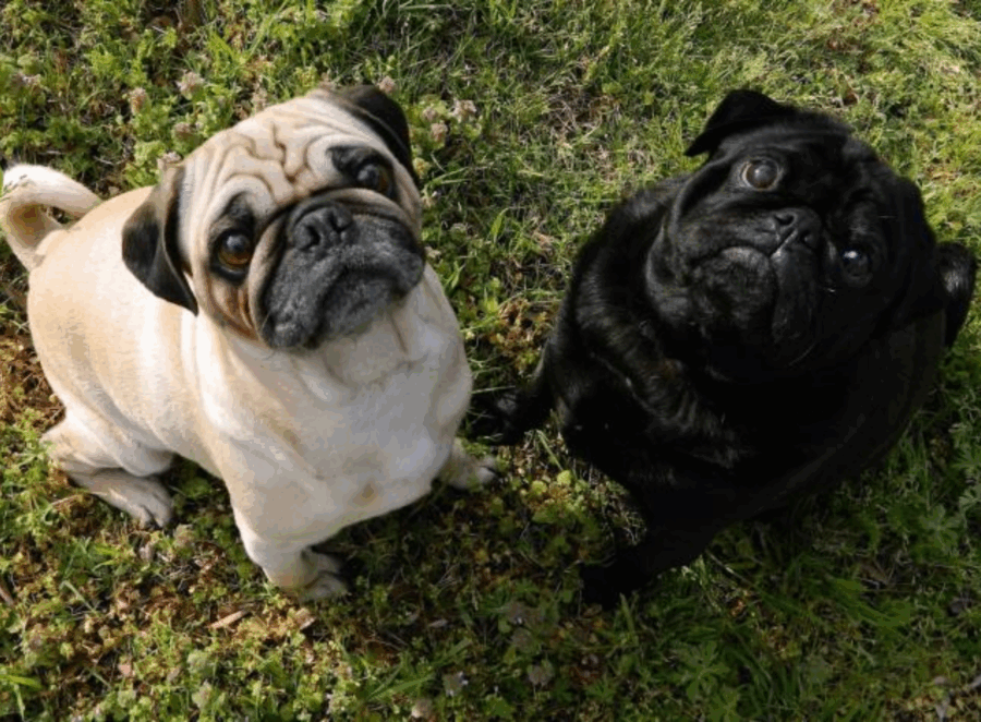Best Pug Names Male And Female