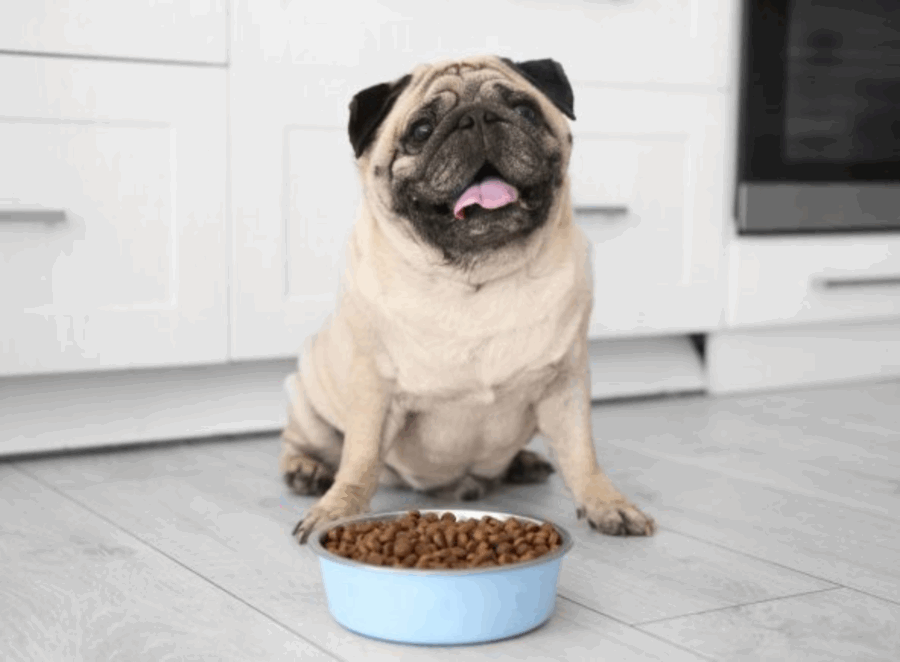 best dog food for pugs 2025