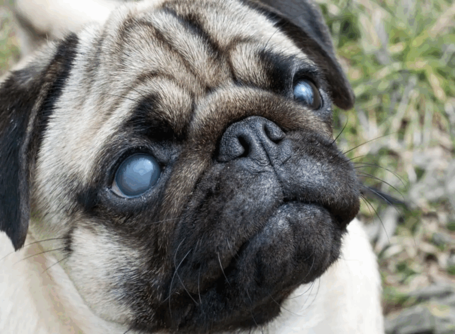 pug eye care guide