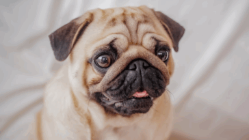 pug eye care guide