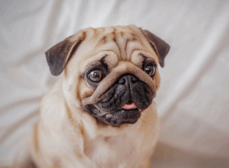 pug eye care guide