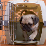 crate setup for pug puppies