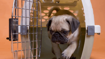 crate setup for pug puppies