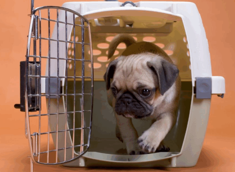 crate setup for pug puppies