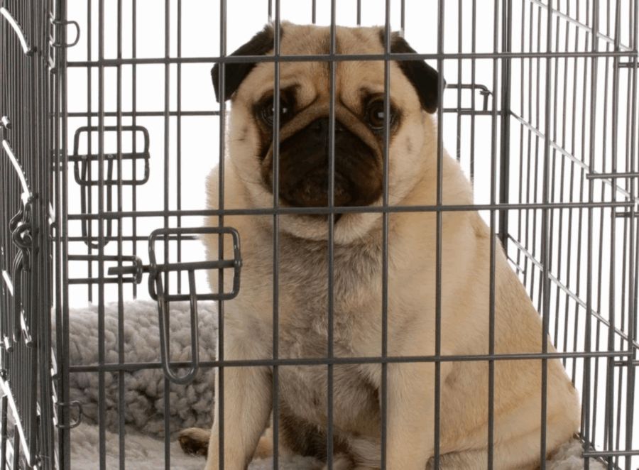 pug crate training advice