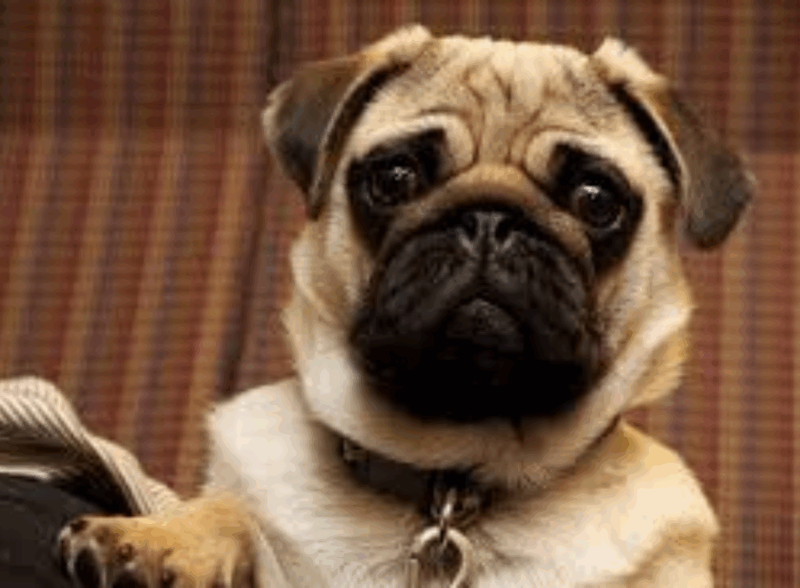 fun facts about pugs