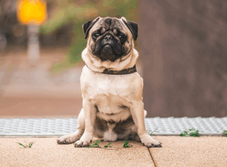 fun facts about pugs