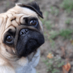 fun facts about pugs