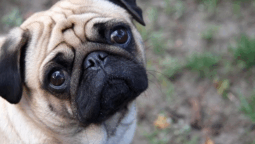 fun facts about pugs