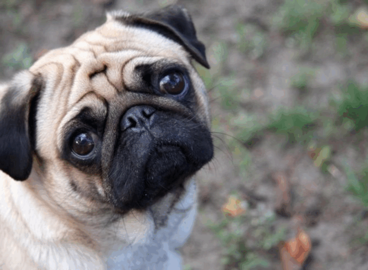 fun facts about pugs