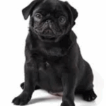 Pug Feeding Schedule