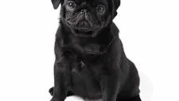 Pug Feeding Schedule