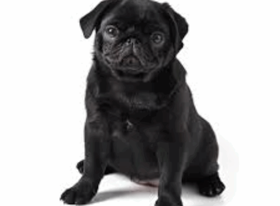 pug socialization tips