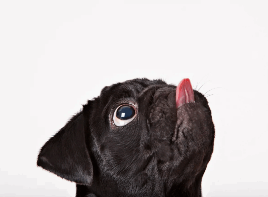 pug behavior explained

