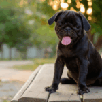 Pug Feeding Schedule