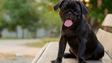 Pug Feeding Schedule