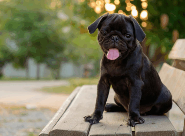 Pug Feeding Schedule