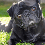 pug Instagram captions