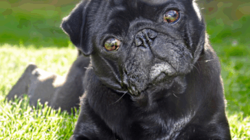 Pug Art and Decor Ideas