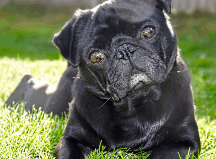 Pug Art and Decor Ideas