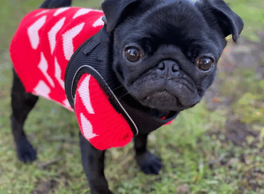 Best Dog Clothes for Pugs
