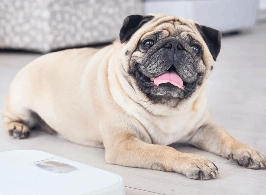 pug obesity prevention tips